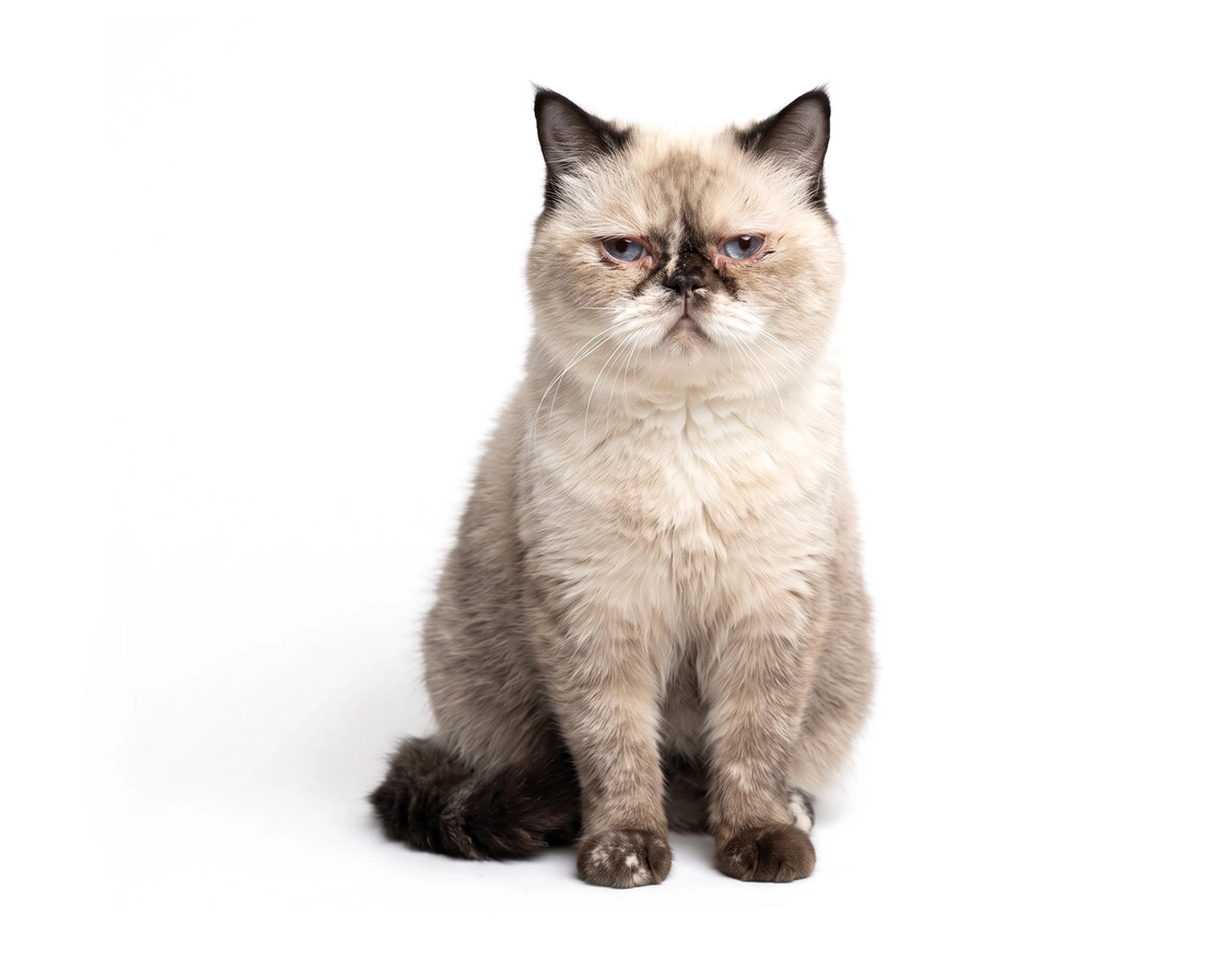 pet